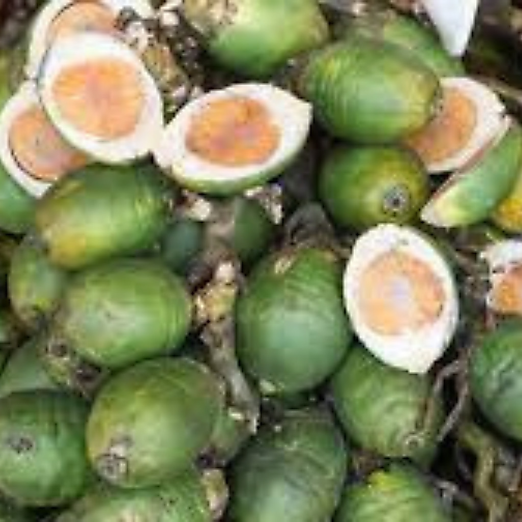 Buah Pinang Muda/Jambe Muda 1KG