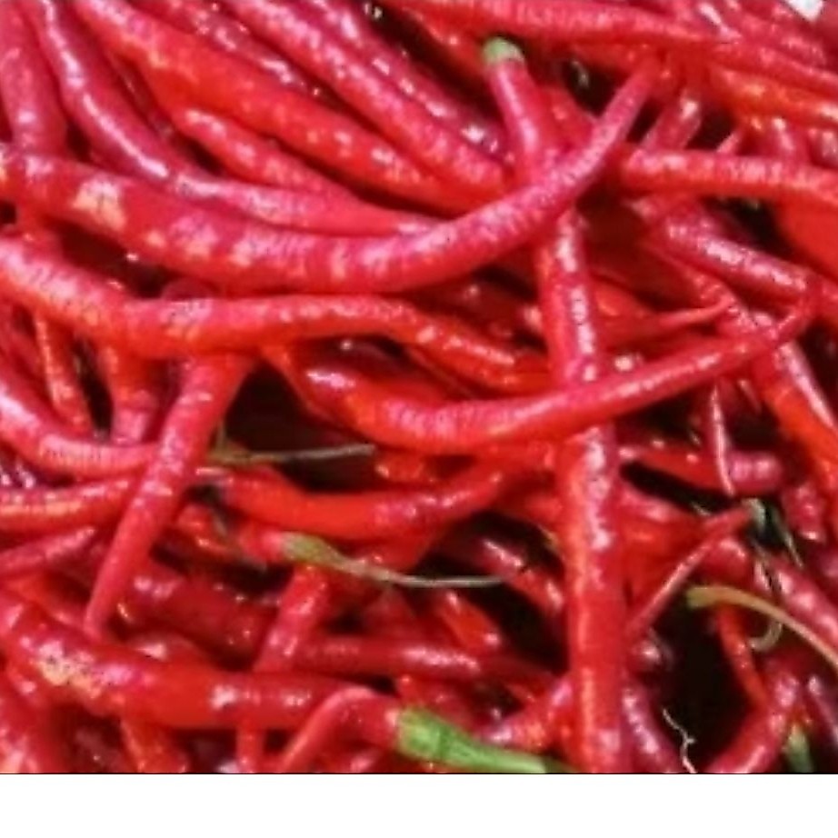 Cabe Merah Keriting, Cabe Hijau, Cabe Rawit Hijau, Cabe Rawit Merah