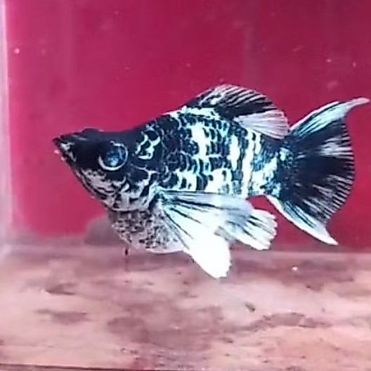Molly Balon Zebra High Quality / Indukan Produk villain(farm)