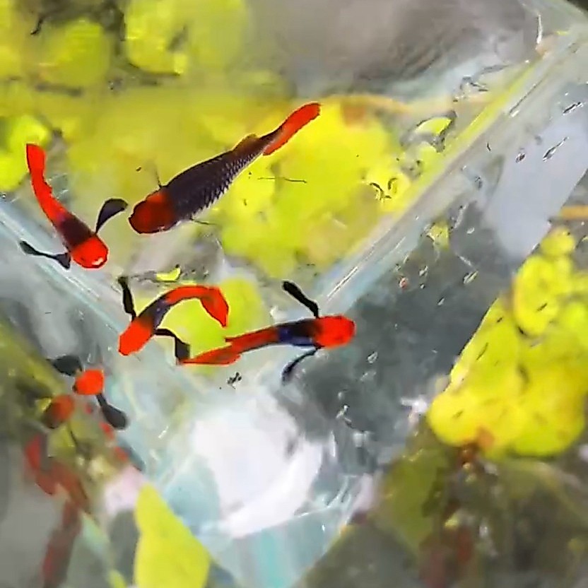 Guppy Prtde koi 1pair