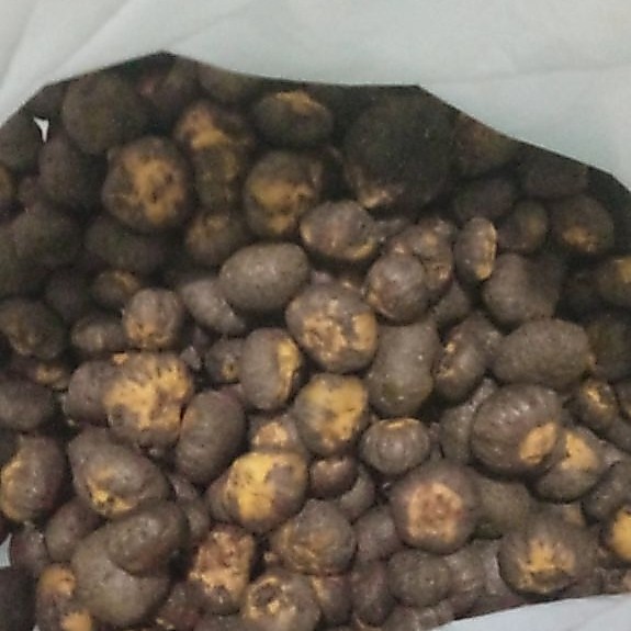 BIBIT PORANG KATAK SUPER 1kg