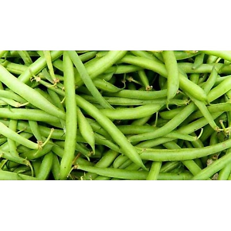Buncis 500 grm/baby Buncis langsung petik/Buncis organik/Buncis muda/Buncis fresh