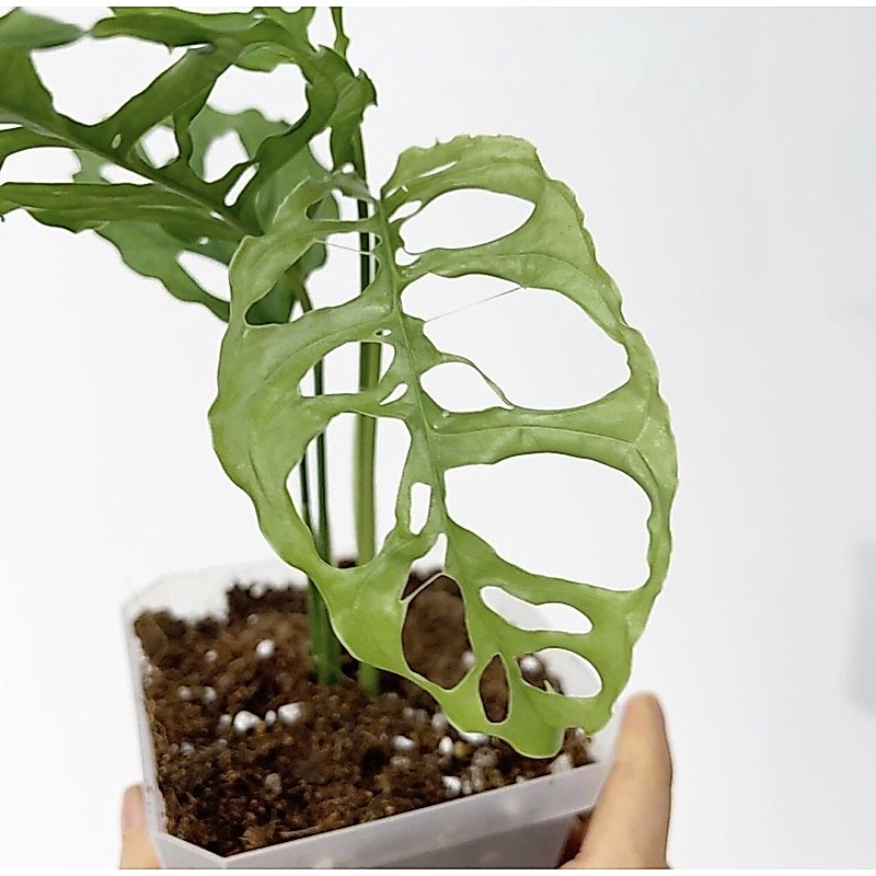 Promo Bibit Bonggol Monstera Obliqua bibit termurah asli monstera