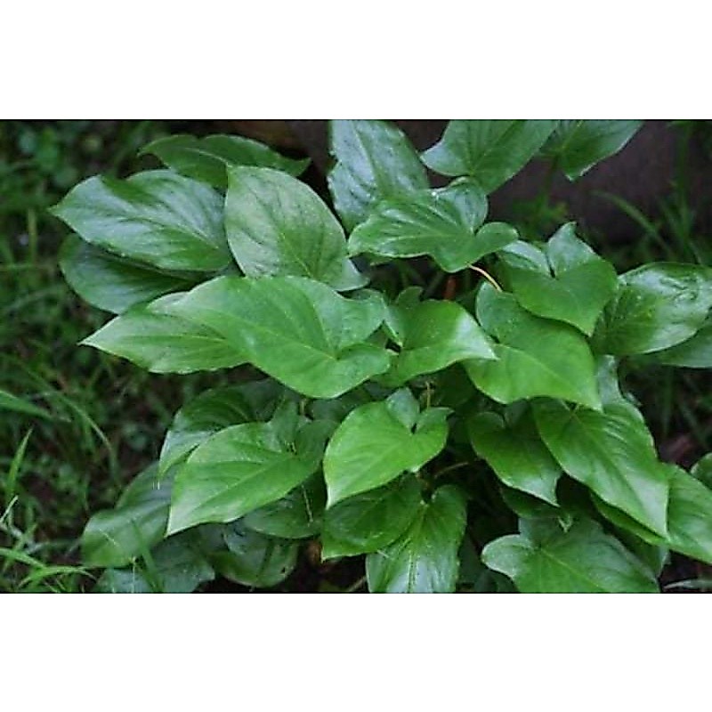 TANAMAN HIAS KELADI TIKUS - TANAMAN HIAS HERBAL KELADI TIKUS