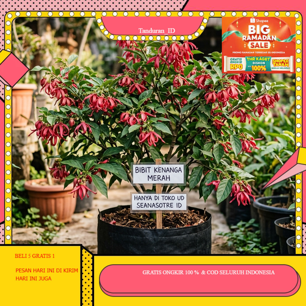 Bibit 2 Tanaman Kenanga Merah Terbaru Cepat Berbunga Terlaris Bibit Unggul ALAM_BIBIT