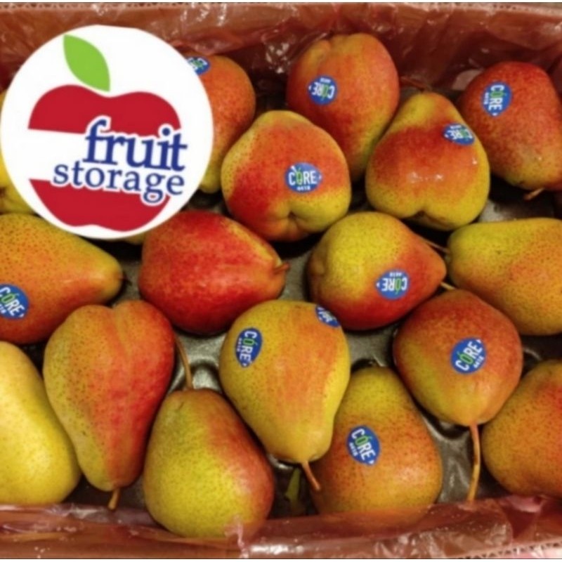 Bibit Buah Pear Forelle Afrika / Pir Forelle, Import, Hasil Cangkok