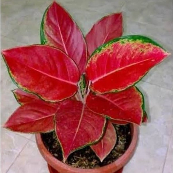 TANAMAN HIAS AGLONEMA RED KOCHIN//AGLONEMA KOCHIN