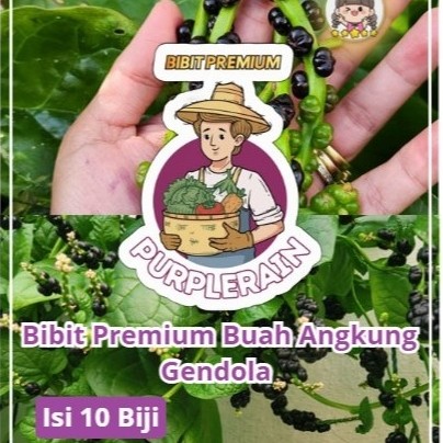 Bibit Premium Buah Angkung Gendola | Biji Benih Buah Angkung Gendola | Angkung Herbal Malabar