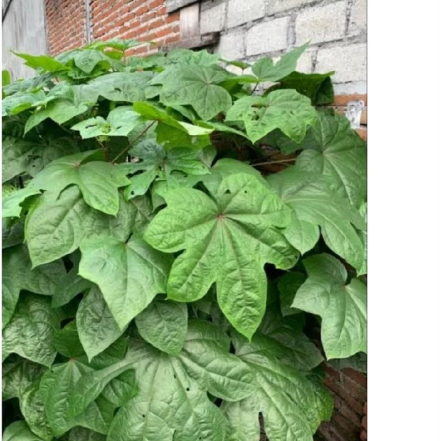 20pcs singkong papua super bibit daun singkong papu bibit pakan ternak