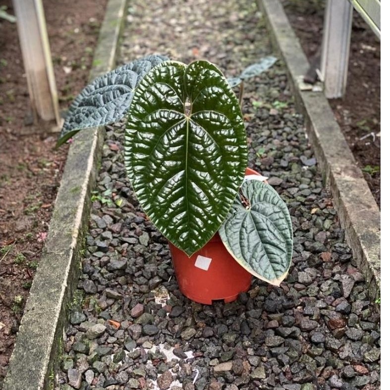 anthurium luxurian ecuador