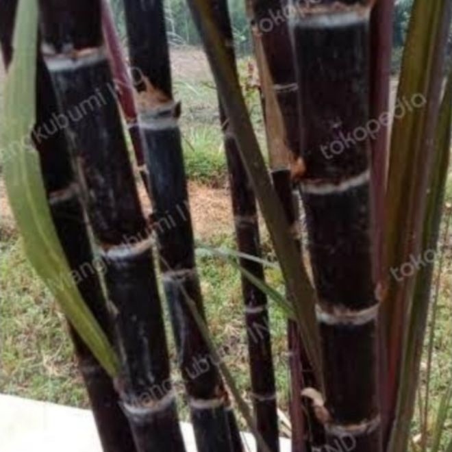 TEBU HITAM,TEBU IRENG