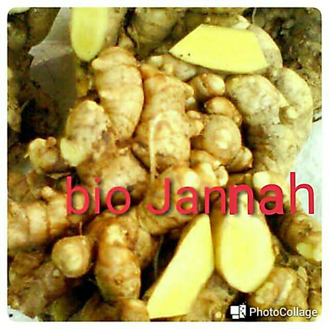 temu mangga/kunir putih segar