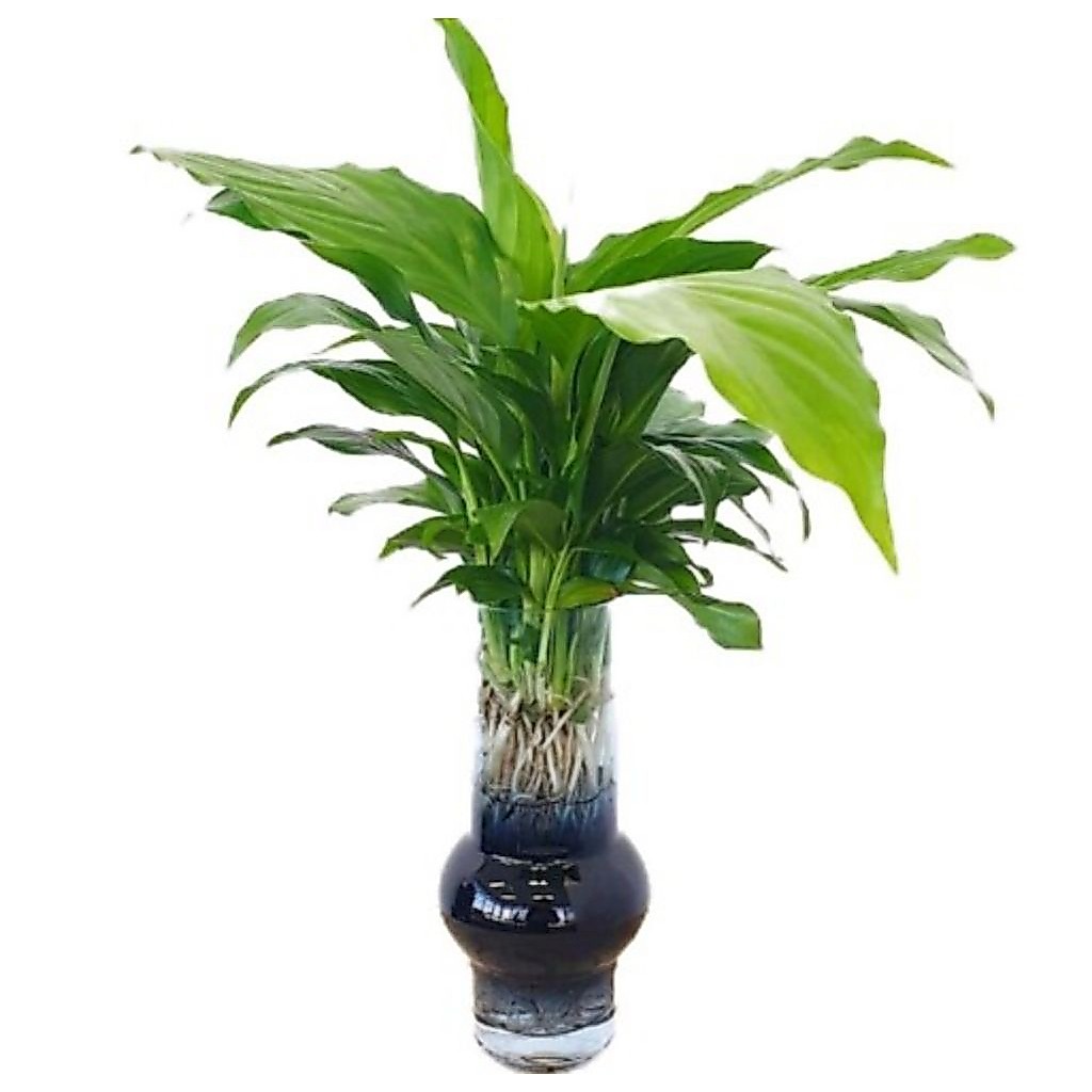 tanaman hias Peace Lily TANAMAN HIAS PEACE LILY SPATUFILEM