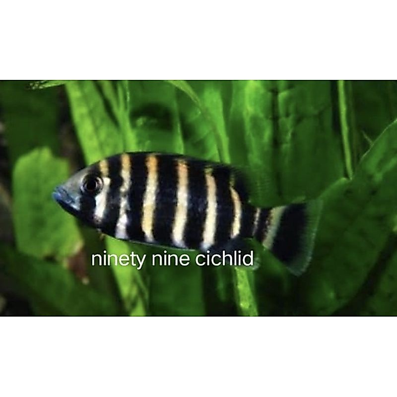 IKAN HIAS NENTINEN NINETY NINE CICHLID 99