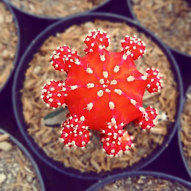Gymno Red Korea