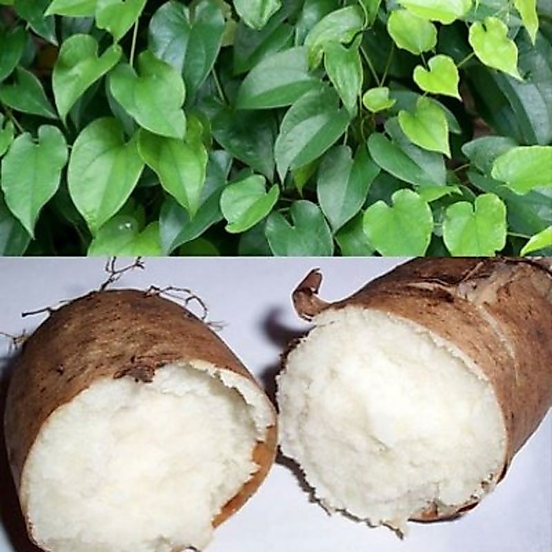(1KG)UBI GEMBILI KETAN MENTAH/ UMBI GEMBILI READY