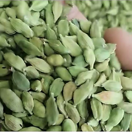 kapulaga hijau 1kg Kapulaga India Kapol India Green Cardamom 1 kg