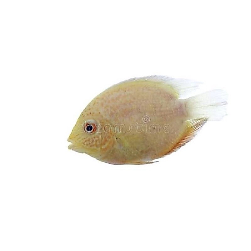 hiasan aquarium / golden severum - aquarium