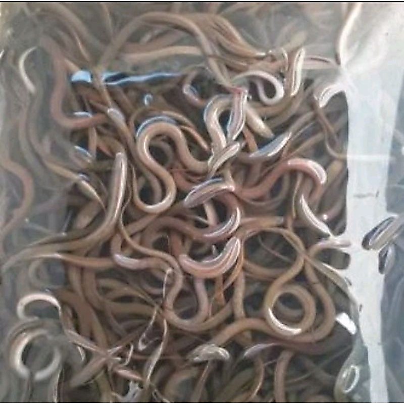 belut untuk mancing
