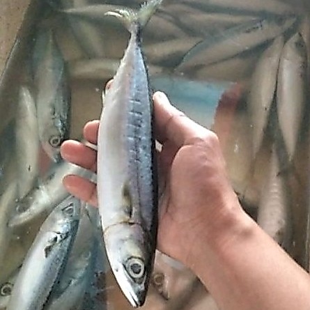 IKAN KEMBUNG LAYANG segar