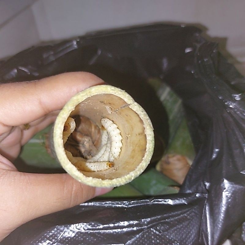 Ulat bambu