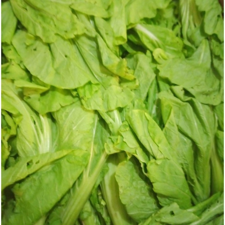 Sayur Sawi hijau  pahit segar
