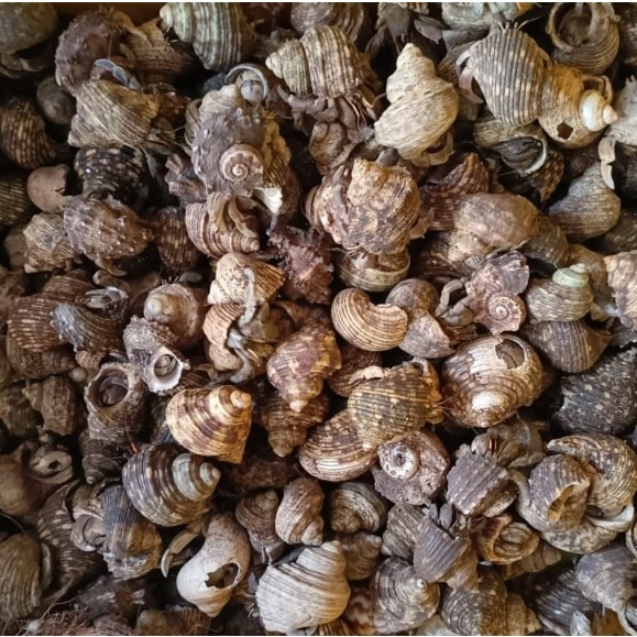 KEONG DARAT BERAT 500GRAM