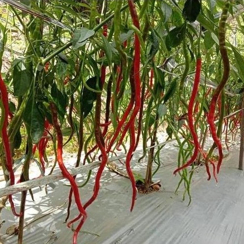 Benih Bibit Biji - Cabai Thunder Mountain Longhorn Pepper Seeds (Cabe Terpanjang di Dunia) Pepper Se