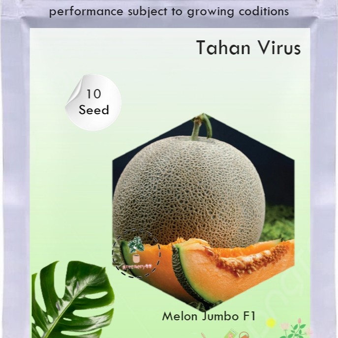 10Benih Melon Jumbo F1 Hibrida Bibit Buah Melon Orange Manis Super Besar Bintang Asia Tahan Virus
