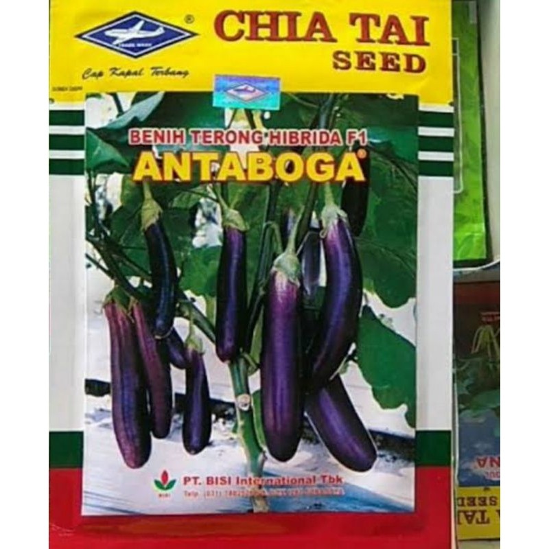 TerbaruBenih Bibit terong ungu Antaboga - Bisi cap kapal terbangPROMO
