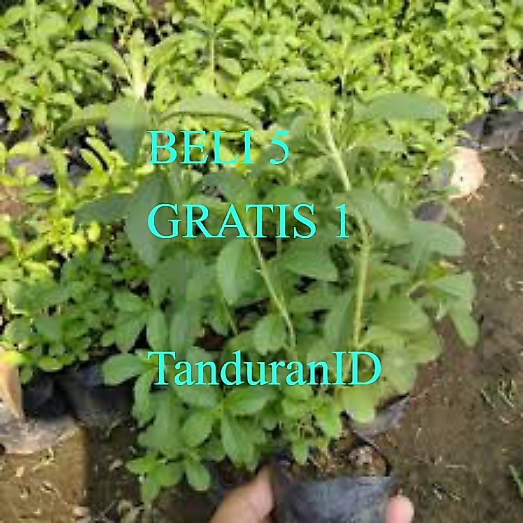 Bibit Tanaman Stevia Manis | Bibit Daun Stevia Gula