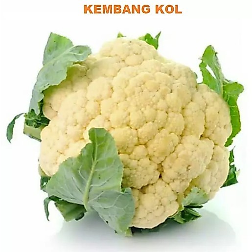 Bisa Bayar di tempat - KEMBANG KOL - 10 Biji / Benih / bibit KEMBANG KOL - KEMBANG KOL UNGGULAN -