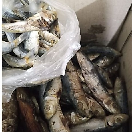 Ikan/beras link khusus