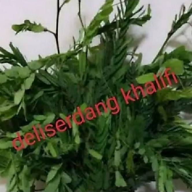 Daun Asam Jawa Segar