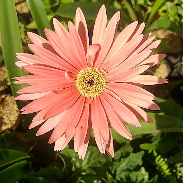Tanaman bunga gerbera (hebras) orange
