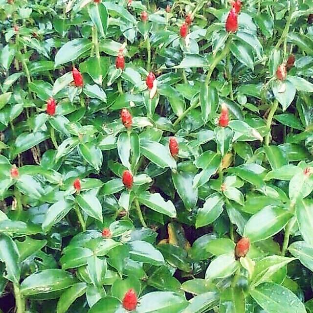 Tanaman Pacing Pentul Tanaman Bunga Pacing Tanaman Pacing Pentul Merah
