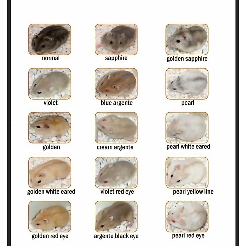hamster winter white jinak sehat lincah