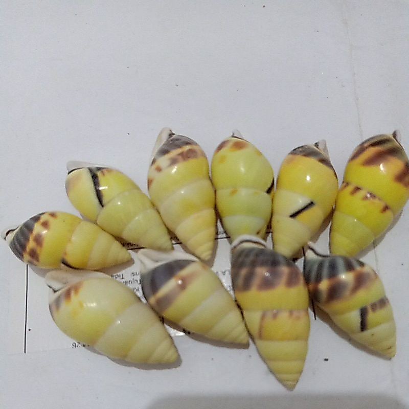KEONG DARAT /BUTOTI KUNING KEHIJAUAN BERCORAK