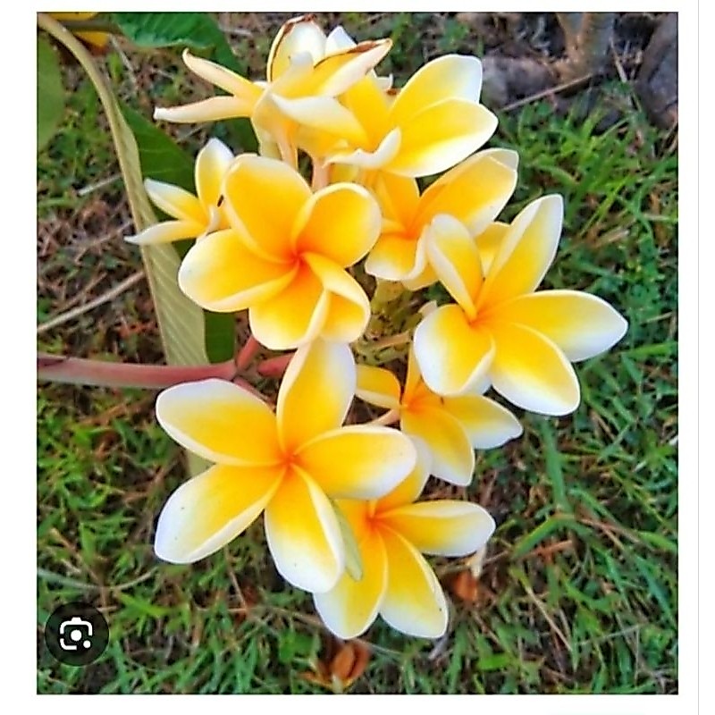 TANAMAN HIAS KAMBOJA BALI KUNING TINGGI 1 METER