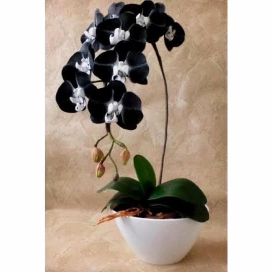 tanaman hias anggrek bulan hybrid bunga black white - anggrek bulan dewasa