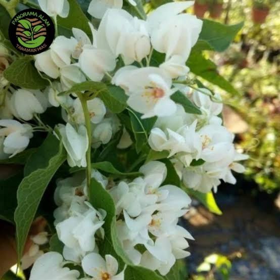 tanaman hias bunga putih air mata pengantin - air mata pengantin