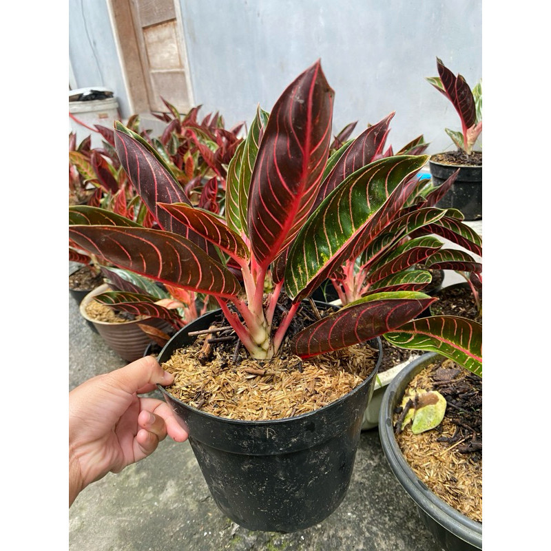 TANAMAN FULL MEDIA bibit bunga aglonema red Sumatra / tanaman aglonema red sumatra asli-tanaman indo