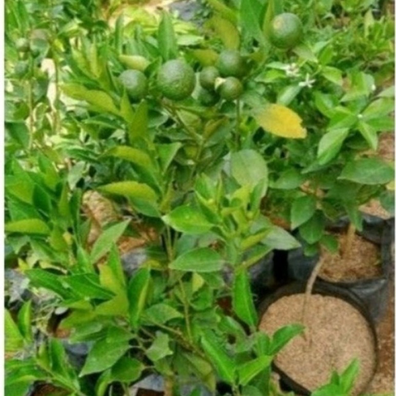 Bibit Jeruk limau Kunci Sudah Berbuah dan Berbunga, Cocok untuk Pot dan Tanah