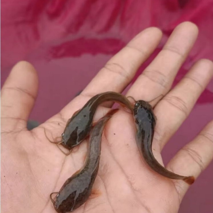 bibit lele 100 ekor super