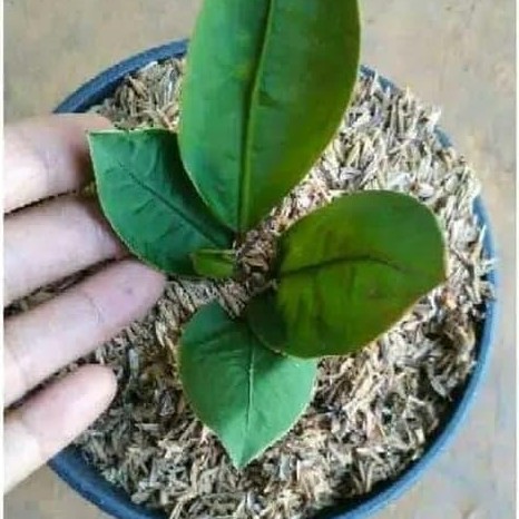 Tanaman Anthurium Superboom Neo