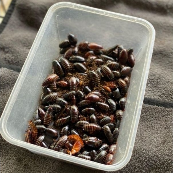 Umpan Mancing Kecoa Batu Ceremende 50gram