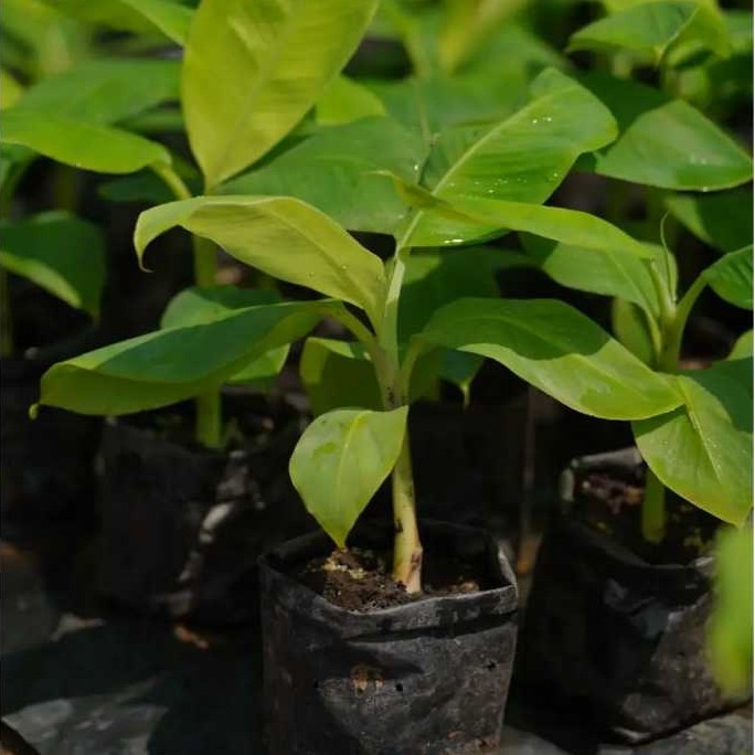Bibit kultur Jaringan Pisang Cavendish G9 Grand Nain