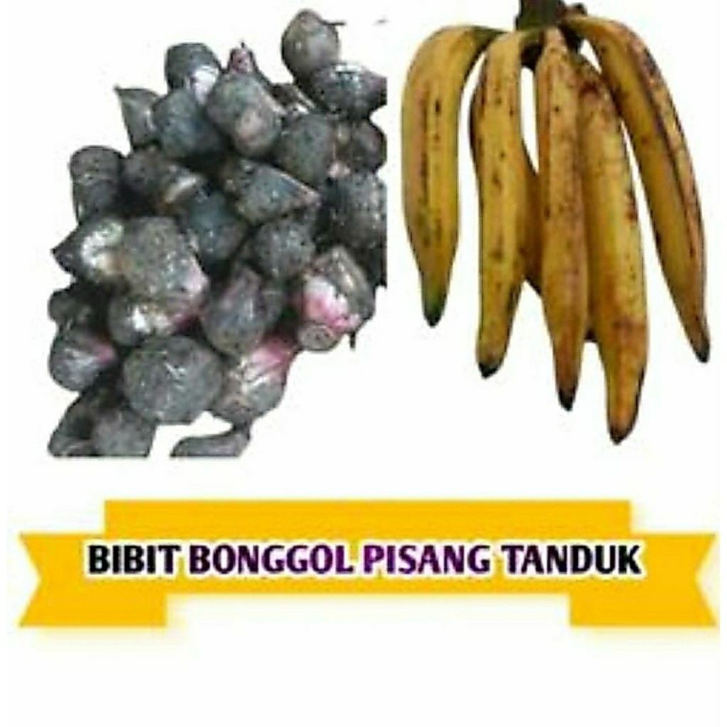 bibit pisang tanduk botol original beli 3 gratis 1