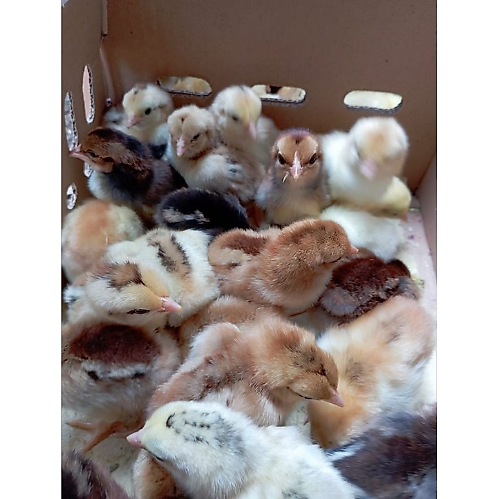 doc ayam kub. anak ayam