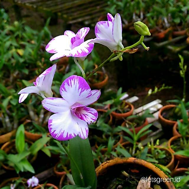 Anggrek Dendrobium Enobi Splash